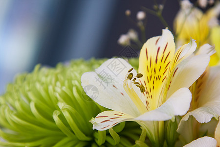 绿色菊花背景下的黄黄色白百合丽花背景图片