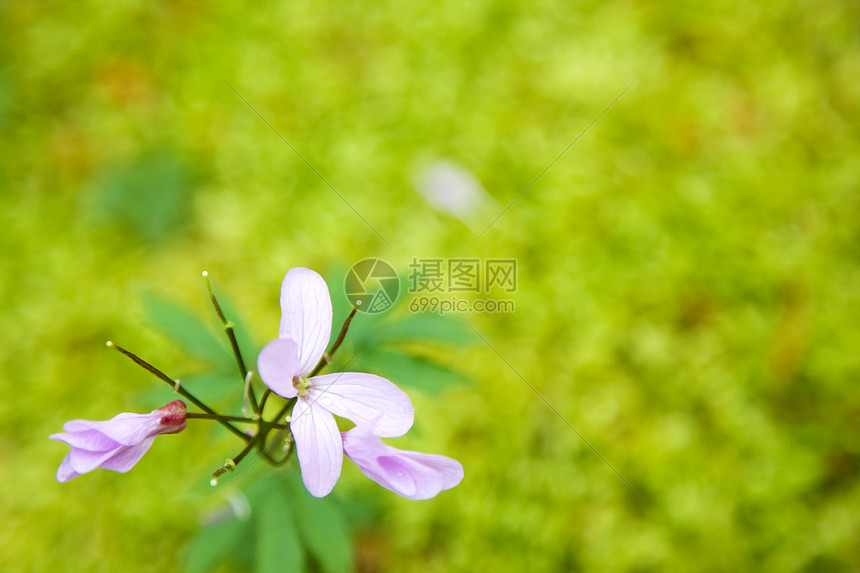 苔实(浅露深度)背景上的墨水花图片