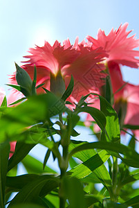 花朵在天上花园植物礼物花束草原程序保护屏幕展示格柏图片