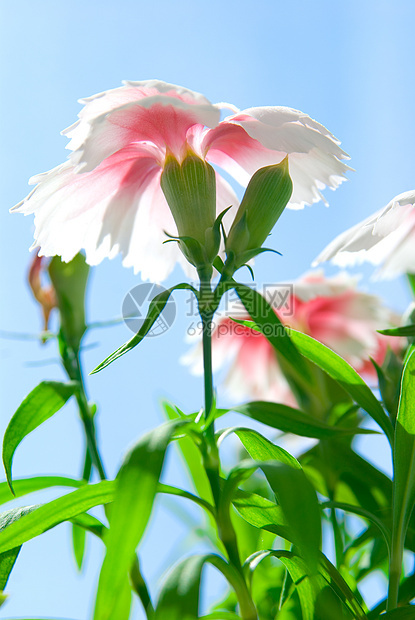 花朵在天上园艺植物屏幕红色草地草原程序格柏花束天空图片