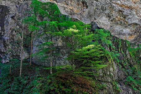 奥地利列支敦士登峡谷的松树与岩石依附在一起图片