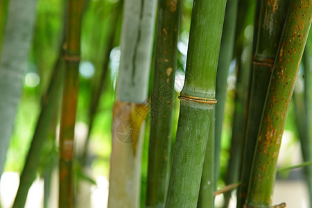 绿色竹竹背景丛林生活森林园艺竹子文化生长花园植物热带图片