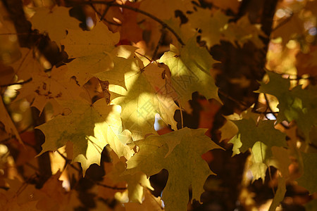 金金休假季节叶子森林环境季节性黄色树叶树木风景活力图片