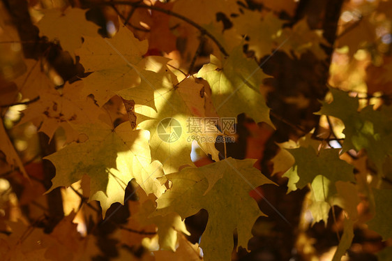 金金休假季节叶子森林环境季节性黄色树叶树木风景活力图片