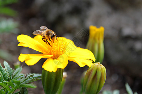 大黄蜂翅膀蜂蜜花粉熊蜂花蜜宏观蜂窝昆虫蜂蜡黄色图片