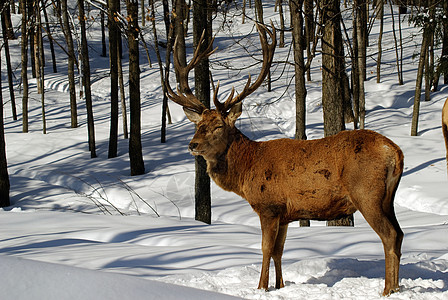 电 Elk野生动物鹿角牛角架子哺乳动物森林动物图片
