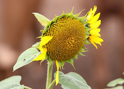 向日葵种子黄色快乐植物树叶花粉花瓣背景图片