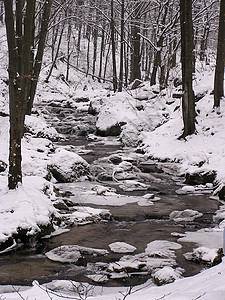 冬季森林溪图片