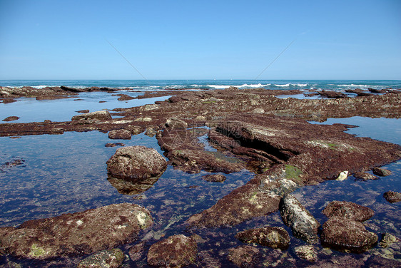 低潮下带红藻的岩石红色藻类反射海岸线水坑图片