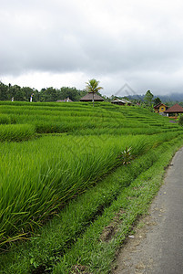 巴厘的稻田和小屋图片