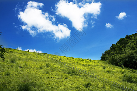 北山和绿草场景苔原植物群爬坡森林针叶林太阳场地野生动物植物图片