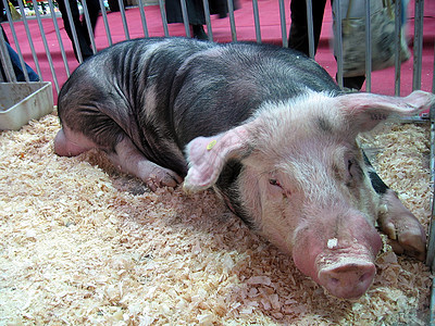 猪展览农业乡村哺乳动物动物群动物农场图片