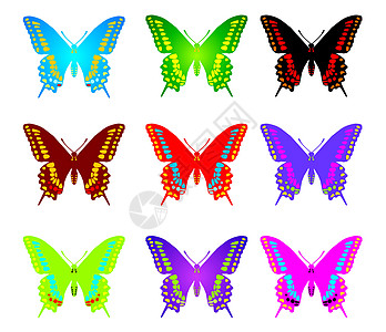 色彩多彩的蝴蝶坡度曲线插图昆虫航班背景图片