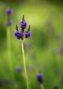 明地的淡紫花丝背景图片