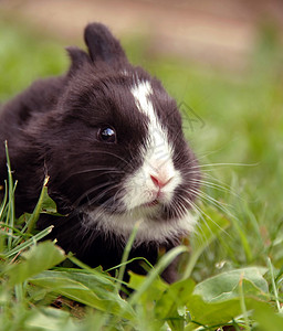 黑兔子白色鼻子辞职胡须耳朵动物院子眼睛哺乳动物野兔图片