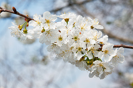 春季时间白色花朵花园植物群季节图片