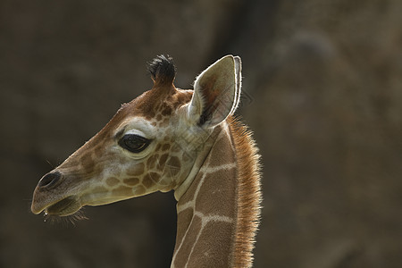 吉拉菲婴儿肖像野生动物父母家庭哺乳动物长颈舌头动物园动物培育母亲背景图片