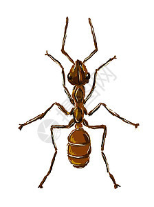 蚂蚁漏洞野生动物社会组织昆虫害虫社区天线生物绘画图片