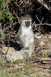 年轻猴子野生动物群居昼夜动物食草荒野灵长类长尾食性哺乳动物图片
