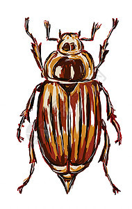 公鸡切野生动物动物天窗棕色蟑螂昆虫甲虫漏洞翅膀生物学图片