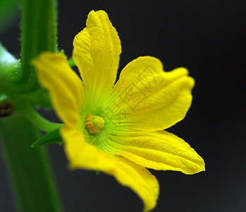 植物 花花花朵黄色背景图片