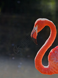 红色Flaminggo头颈图片