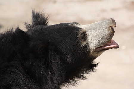 灰熊毛皮食肉岩石动物园哺乳动物野生动物树懒黑色动物图片