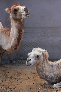 两只骆驼胡须脖子灰色红色野生动物哺乳动物天空眼睛唾液毛皮图片