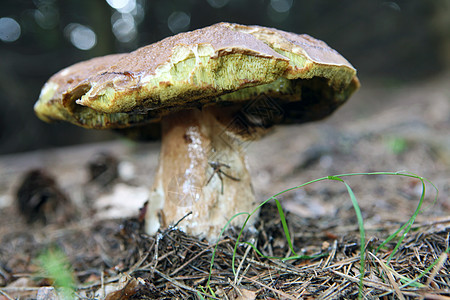 林中生长的蘑菇糊状宏观枝条松树仙境季节苔藓木头魔法食物图片