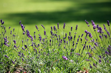 食用盐植物群紫色场地公园农田国家蓝色香味草本植物植物图片