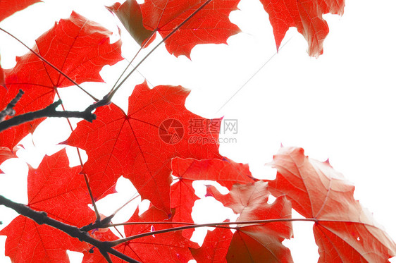 红秋叶白色季节红色树叶图片