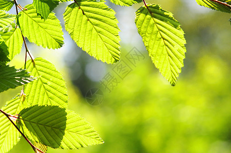 树叶和复制空间环境公园绿色植物框架太阳晴天森林背景生态图片