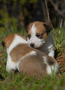 两只小狗动物白色花园棕色伴侣场地犬类宠物哺乳动物图片