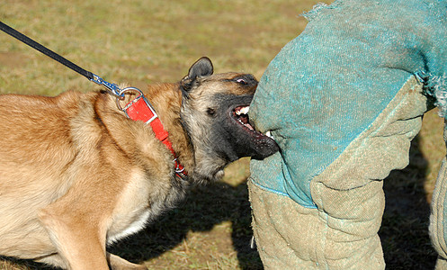 训练警犬牧羊犬宠物动物衣领戒指男人危险眼睛牙齿警卫图片