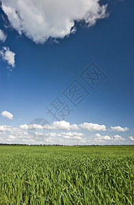 绿草和蓝天空背景养牛天气绿色畜牧业露天蓝色晴天天空农业白色图片