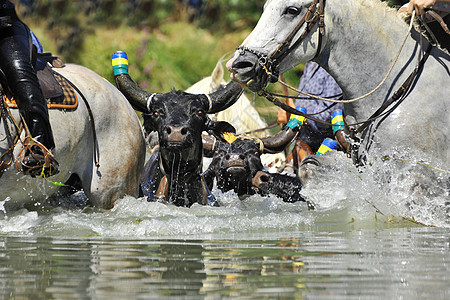 在水中 有马和公牛牛仔自由野外动物跑步女士飞溅荒野奶牛行动危险图片
