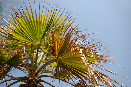 棕榈叶热带蓝色线条植物棕榈折叠扇子绿色天空艺术图片
