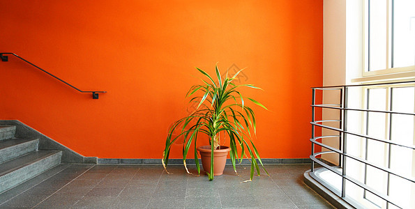 播电厂和复印空间橙子地面棕榈盆栽绿色房间财产图片
