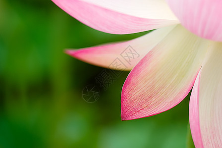 美丽的莲花叶叶子水池植物群花园百合环境植物压痛紫色花瓣图片