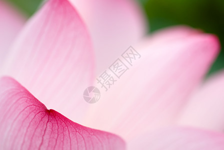 美丽的莲花叶花瓣紫色植物群植物花园环境叶子压痛水池百合图片