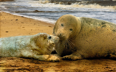 大西洋灰海豹小狗女性海滩大口野生动物图片