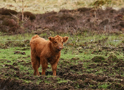 苏格兰高地公牛奶牛小牛地球场地图片