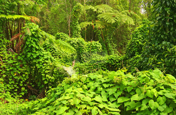 丛林荒野林地植物群热带雨林树木植物热带森林太阳图片
