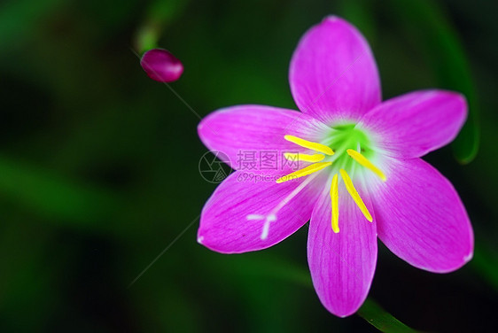 叶形兰花韭葱粉色植物黄色图片