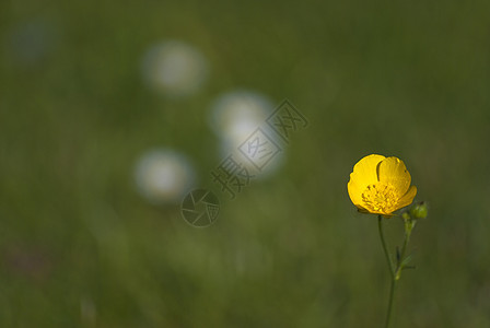 Meadow 的单一黄瓜背景图片