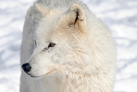 北极野狼捕食者犬类野生动物毛皮荒野哺乳动物图片