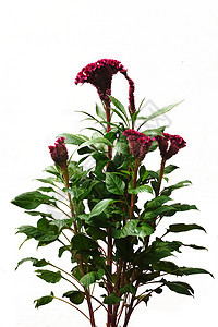 植物 花花叶子生长鸡冠红色花朵绿色背景图片
