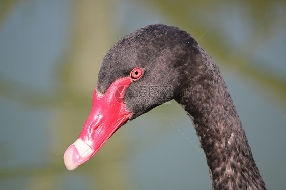 黑天鹅头天鹅脖子眼睛红色黑色羽毛野生动物图片
