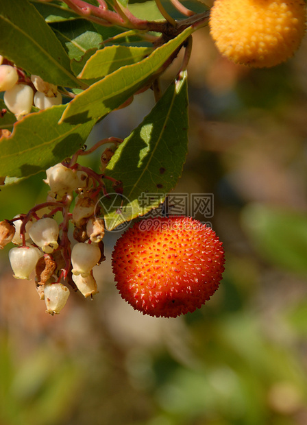 方形蓝色水果杨梅叶子天空植物食物图片