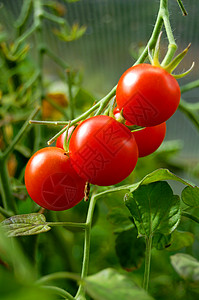 小红西红番茄晴天天气太阳食品食物温室西红柿农场花园红色图片